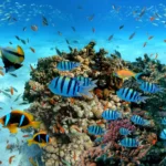 Snorkeling Hurghada