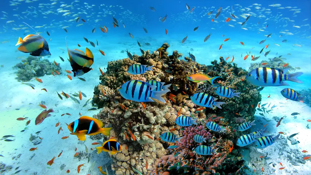 Snorkeling Hurghada