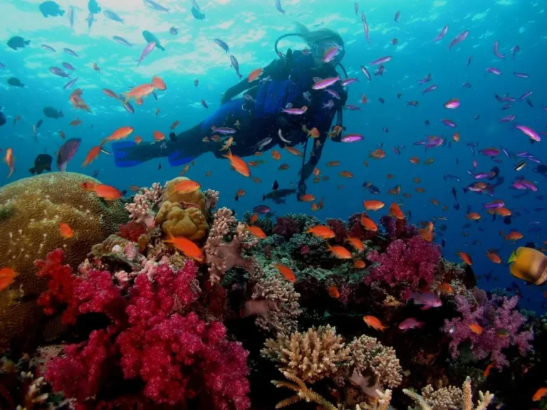 Daily Diving Packages