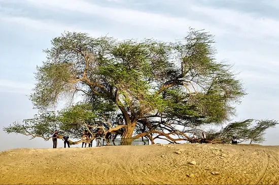 Tree of Life