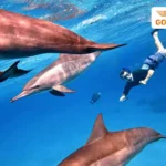 Récif des Dauphins de Sataya : Excursion de plongée de nuit au départ de Marsa Alam