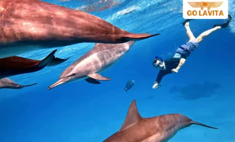 Sataya Reef Snorkeling trip from Marsa Alam