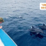 돌핀 하우스 후르가다 이집트