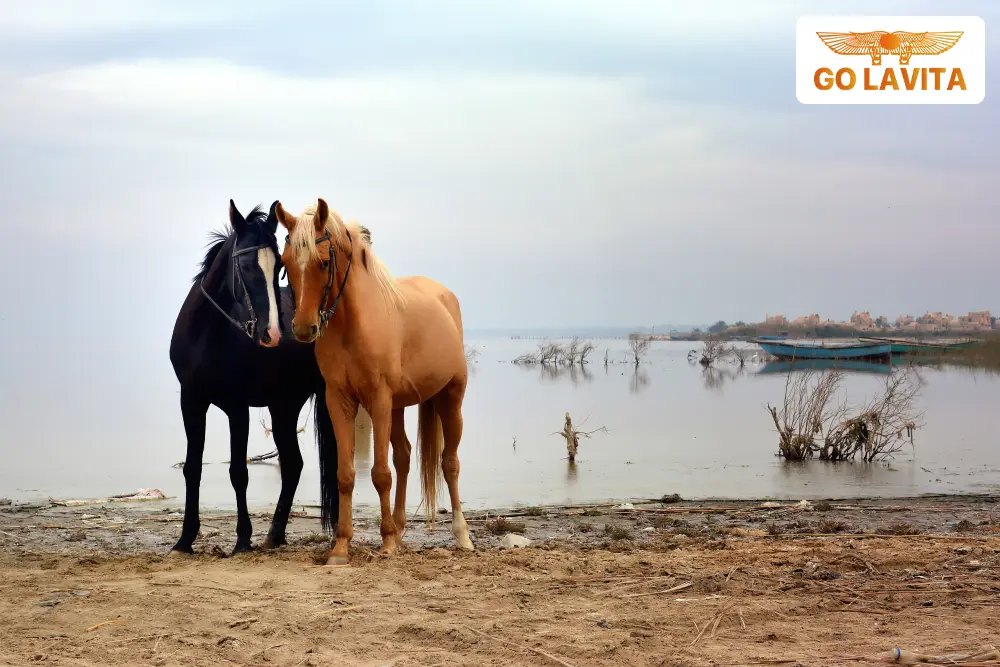 Fayoum Oasis