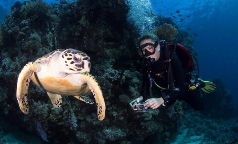 Scuba Diving Tour to Ras Mohamed Sharm El Sheikh