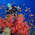 Plongée sous-marine à l’île de Tiran au départ de Charm el-Cheikh