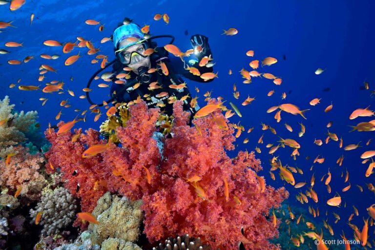 Scuba Diving at Tiran Island from Sharm El Sheikh