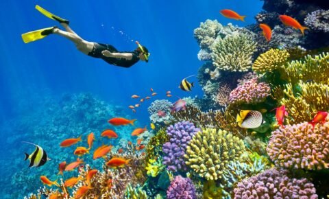 Tiran Island Snorkeling Tour From Sharm El Sheikh