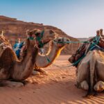 Egypt Safari Tours