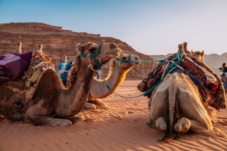 Egypte Safari Tours